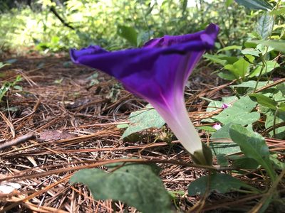 Ipomoea laeta, photographed by Luis F. Ramírez