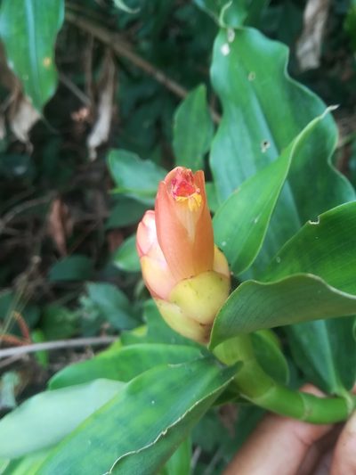 Costus scaber, photographed by Erick Vélez Sánchez