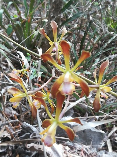 Encyclia parviflora, photographed by Erick Vélez Sánchez