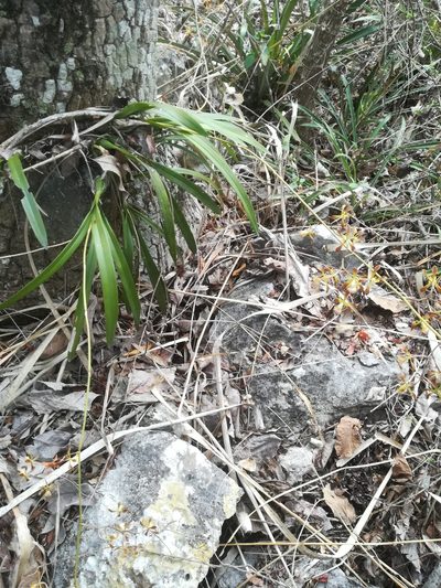 Encyclia parviflora, photographed by Erick Vélez Sánchez