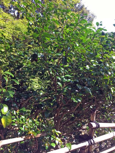 Camellia sasanqua, photographed by Kai Löhr