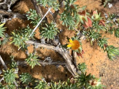 Aspalathus juniperina, photographed by Matthew Fainman