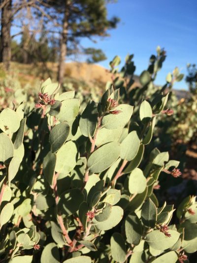 Arctostaphylos nissenana, photographed by Matt Berger