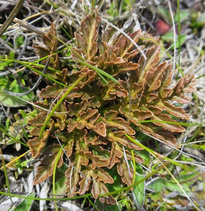 Sceptridium australe, photographed by Alice Shanks