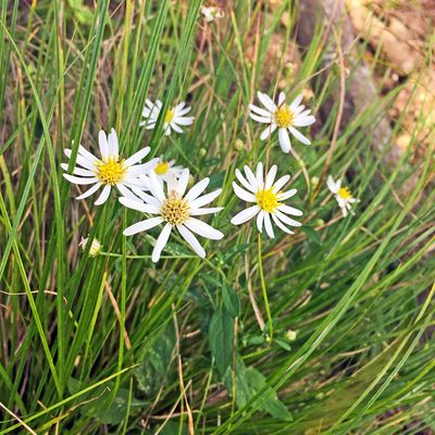 Aster microcephalus, photographed by Kai Löhr