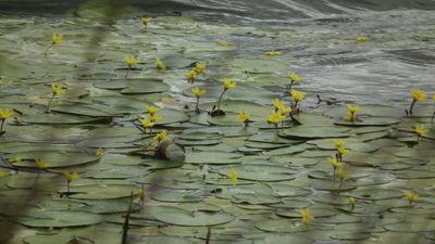 Nymphoides thunbergiana, photographed by Shaun Swanepoel