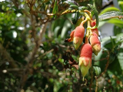 Brachyotum ledifolium, photographed by sandy-espinozaf
