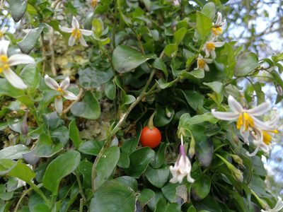 Solanum brevifolium, photographed by sandy-espinozaf