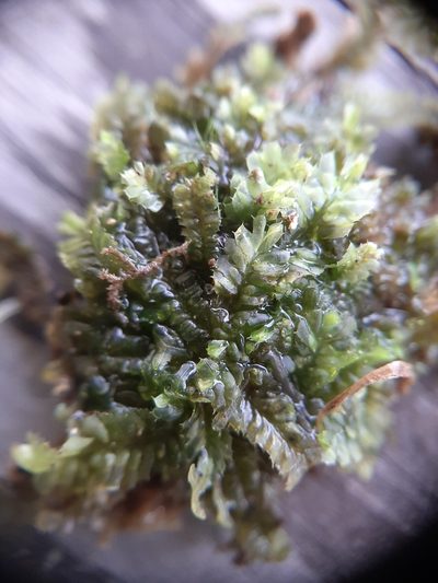 Heteroscyphus coalitus, photographed by Colin Meurk