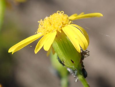 Senecio ilicifolius, photographed by Nicola van Berkel