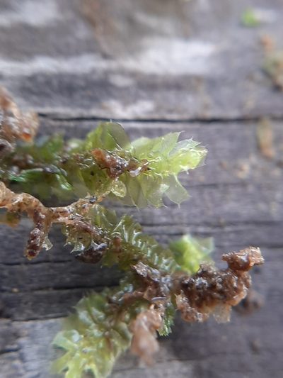 Heteroscyphus coalitus, photographed by Colin Meurk