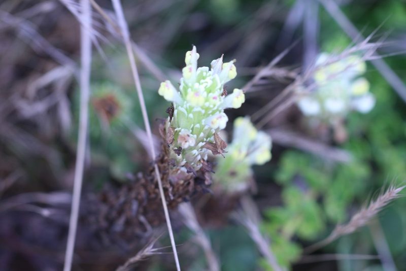 Castilleja ambigua, photographed by lazarus