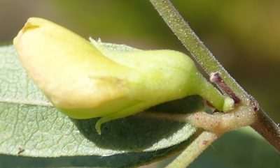 Rhynchosia ciliata, photographed by Nicola van Berkel