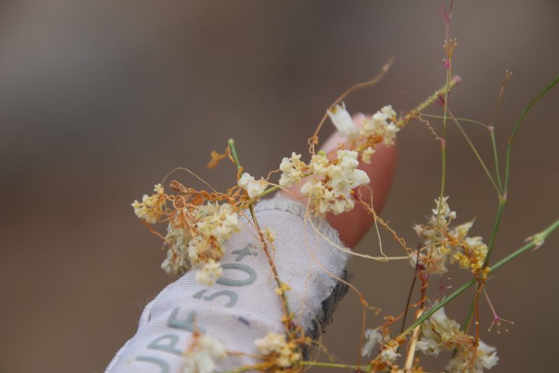 Cuscuta tuberculata, photographed by Millie Basden