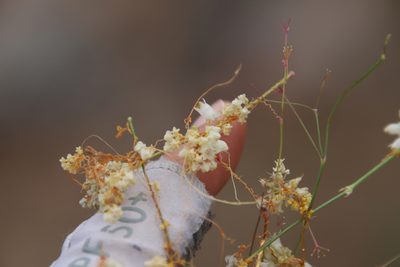 Cuscuta tuberculata, photographed by Millie Basden