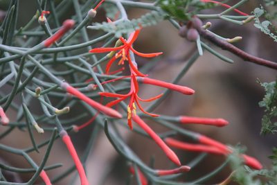 Psittacanthus sonorae, photographed by Millie Basden