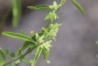 Argythamnia argentea, photographed by Millie Basden