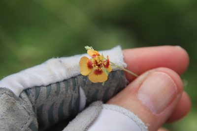 Abutilon incanum, photographed by Millie Basden