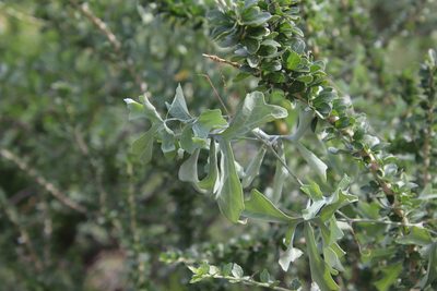 Ibervillea sonorae, photographed by Millie Basden