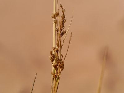 Juncus rigidus, photographed by Matt Muir
