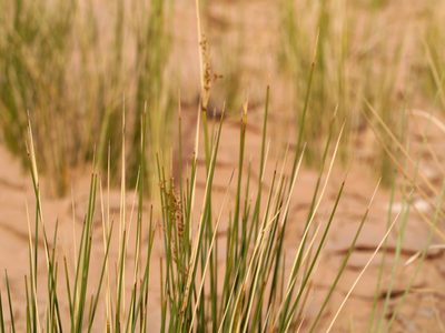 Juncus rigidus, photographed by Matt Muir