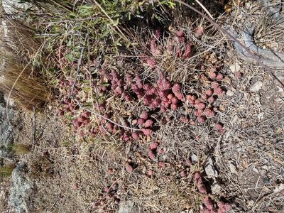 Tephrocactus verschaffeltii, photographed by Leonel Roget