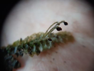 Calyptrochaeta cristata, photographed by Colin Meurk