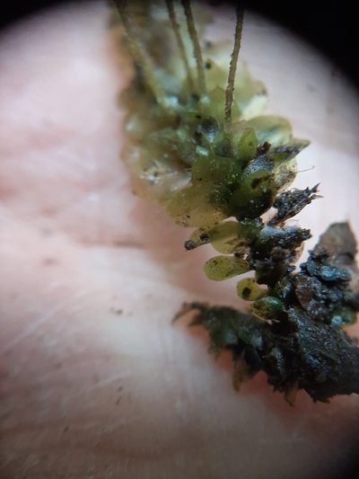 Calyptrochaeta cristata, photographed by Colin Meurk