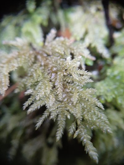 Camptochaete arbuscula, photographed by Colin Meurk