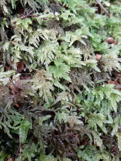 Camptochaete arbuscula, photographed by Colin Meurk