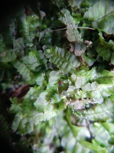 Heteroscyphus oblongifolius, photographed by Colin Meurk