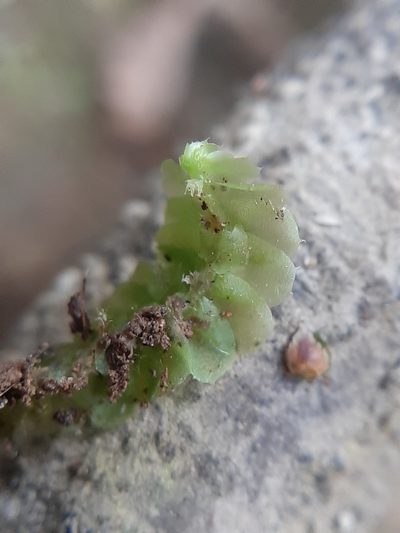 Heteroscyphus oblongifolius, photographed by Colin Meurk