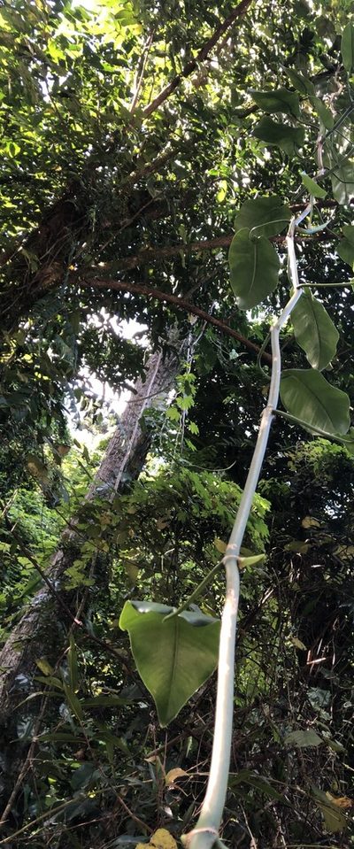 Philodendron consanguineum, photographed by Al Kordesch