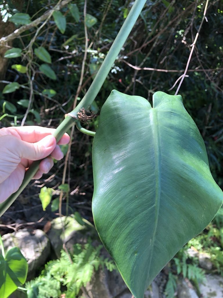 Philodendron consanguineum, photographed by Al Kordesch