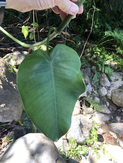 Philodendron consanguineum, photographed by Al Kordesch