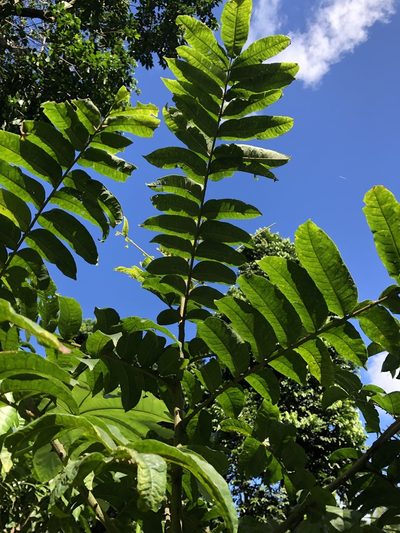 Zanthoxylum martinicense, photographed by Al Kordesch