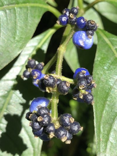 Palicourea brachiata, photographed by Al Kordesch