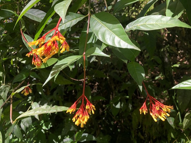 Palicourea croceoides, photographed by Al Kordesch