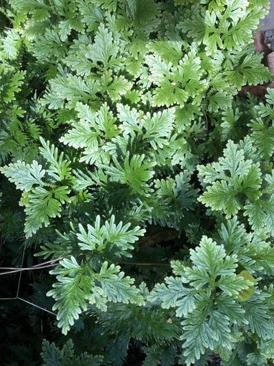 Selaginella plana, photographed by Al Kordesch