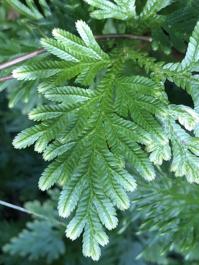 Selaginella plana, photographed by Al Kordesch
