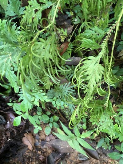 Selaginella plana, photographed by Al Kordesch