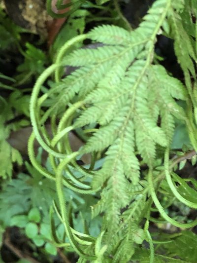 Selaginella plana, photographed by Al Kordesch