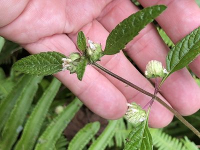 Hyptis atrorubens, photographed by Al Kordesch