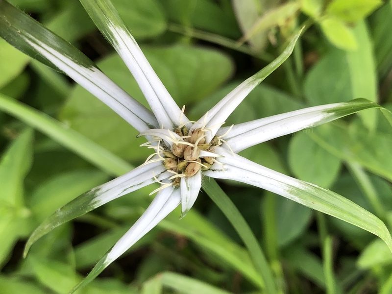 Rhynchospora pura, photographed by Al Kordesch