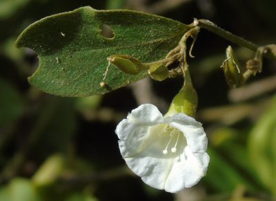 Bonamia sulphurea, photographed by Francisco Farriols Sarabia