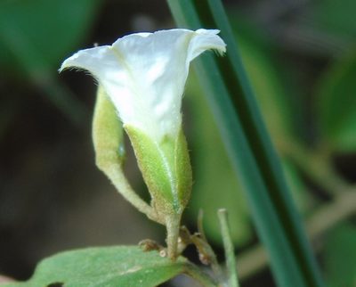 Bonamia sulphurea, photographed by Francisco Farriols Sarabia