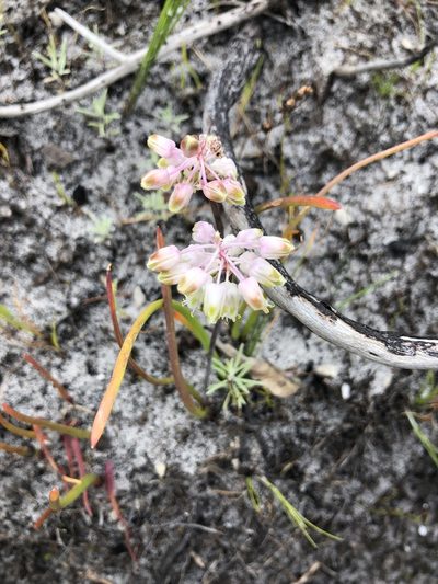 Lachenalia montana, photographed by Sean Privett