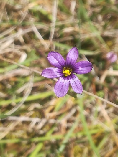 Sisyrinchium scabrum, photographed by Erick Vélez Sánchez