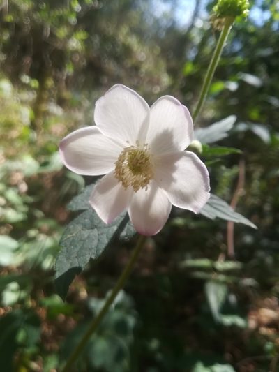 Knowltonia mexicana, photographed by Erick Vélez Sánchez