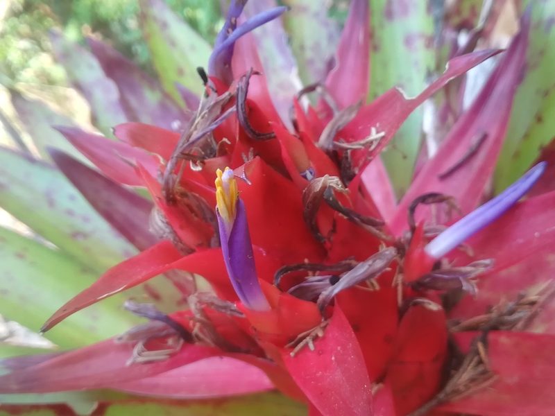 Tillandsia imperialis, photographed by Erick Vélez Sánchez